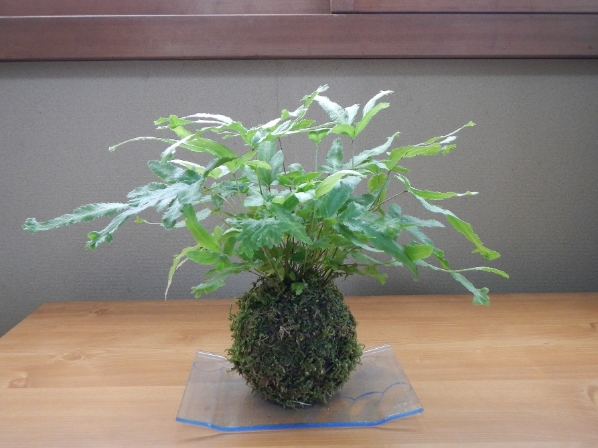 krafts.kokedama02webcluster